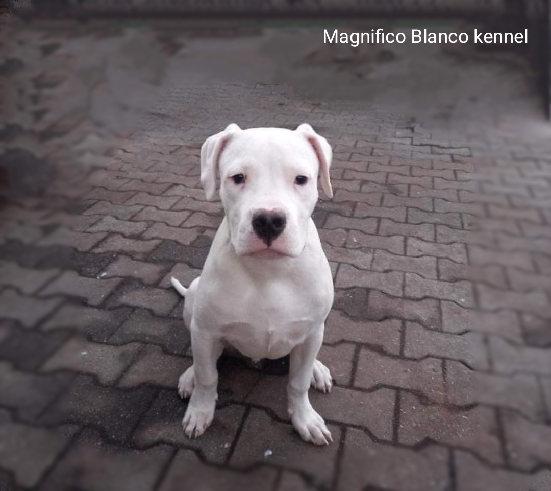 Magnifico-Blanco-dogo-argentino-castro